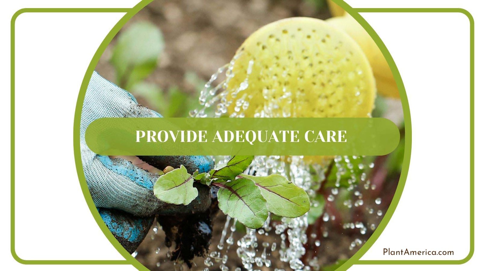 Adequate Care for Seedlings After Germination PlantAmerica