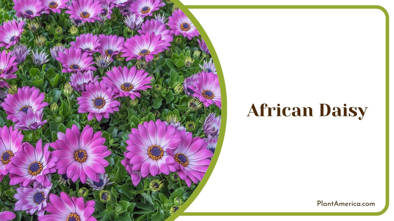 African Daisy In Jungle Plant America