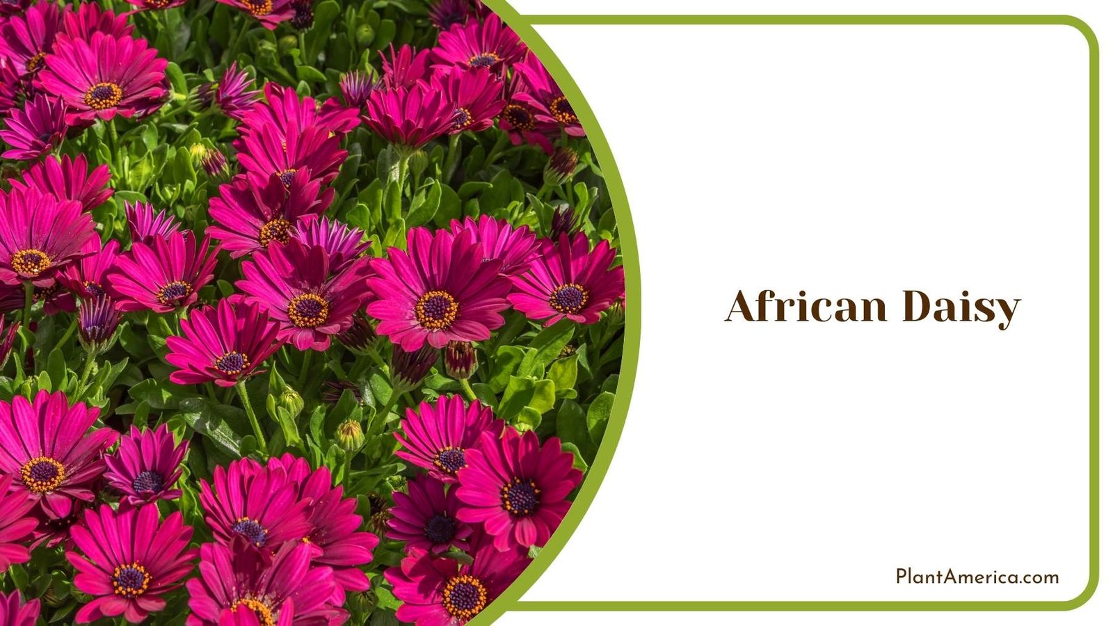African Daisy In Nature Plant America African Daisy In Nature Plant America
