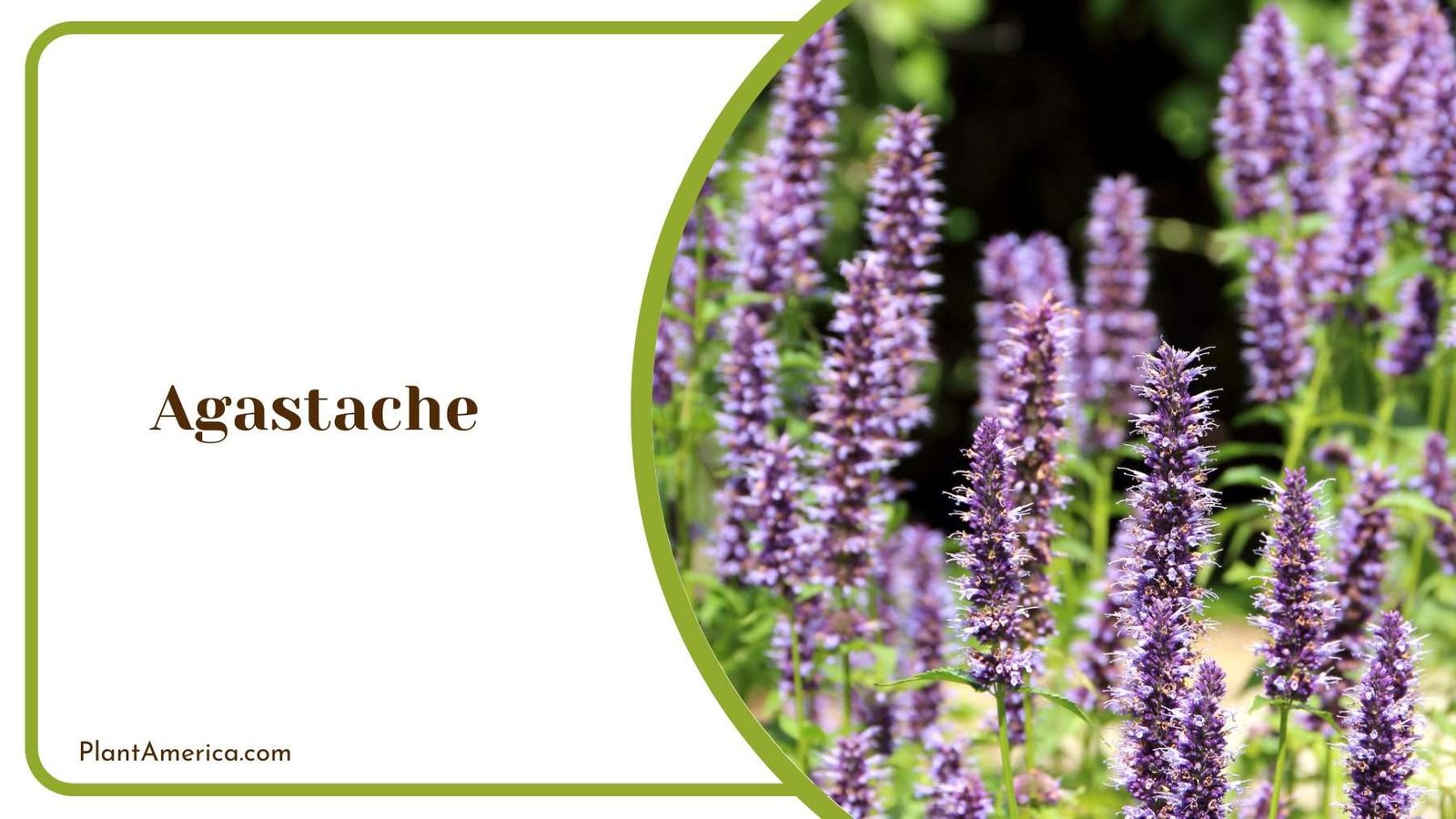 Agastache Details In a Garden Plant America Agastache Details In a Garden Plant America