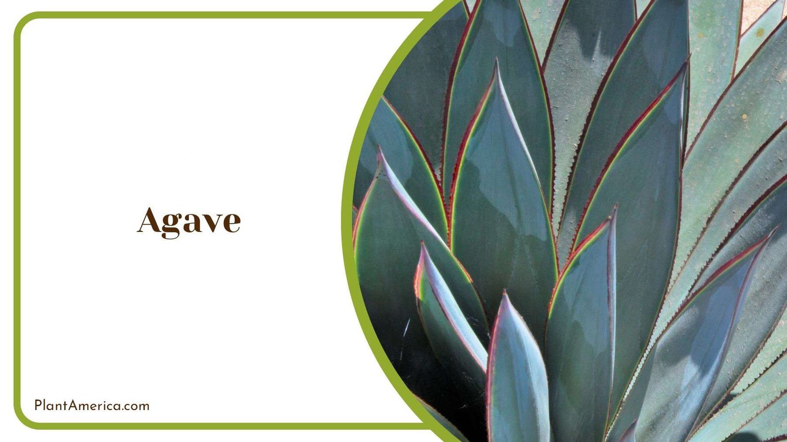 Agave Specific Needs Plant America