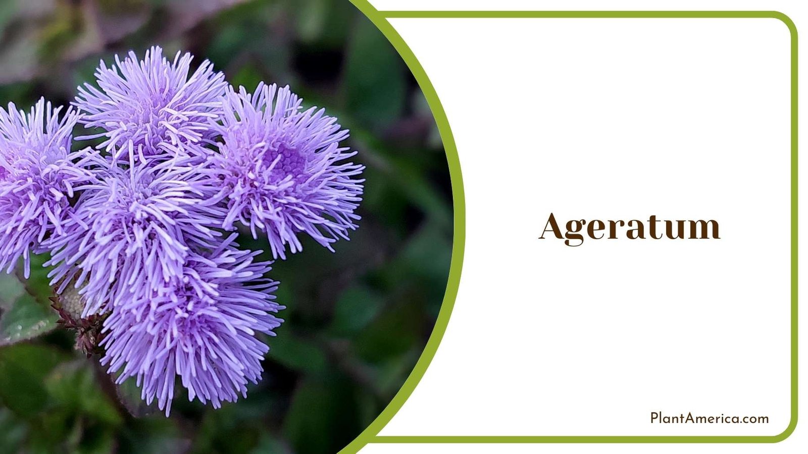 Ageratum In Jungle Plant America Ageratum In Jungle Plant America
