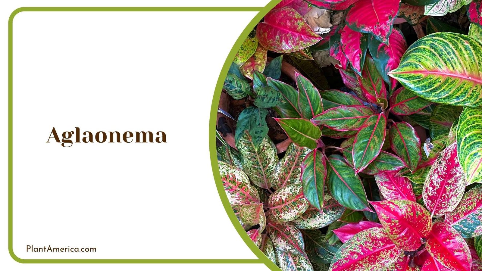 Aglaonema From Closer Shot Plant America
