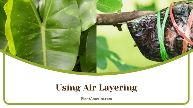 Air Layering on Philodendron Plant America