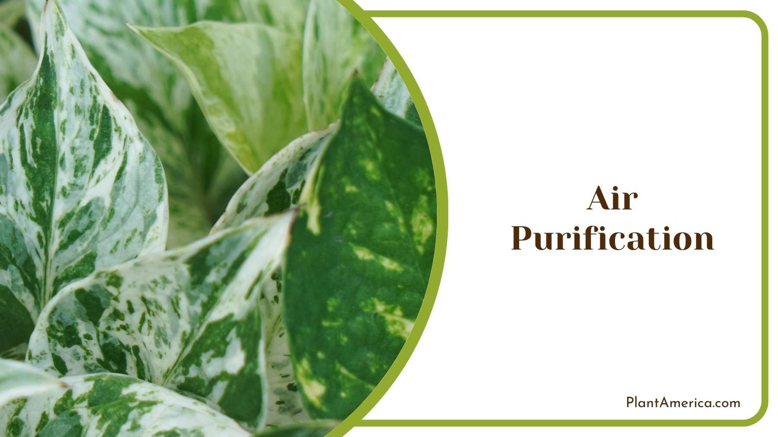 Air Purification Plant America