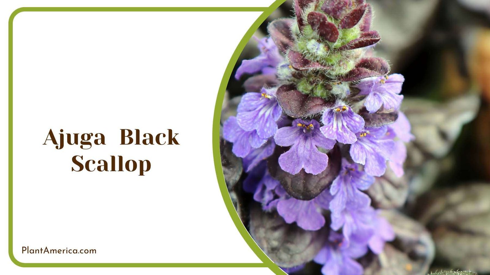 Ajuga Black Scallop Plant America