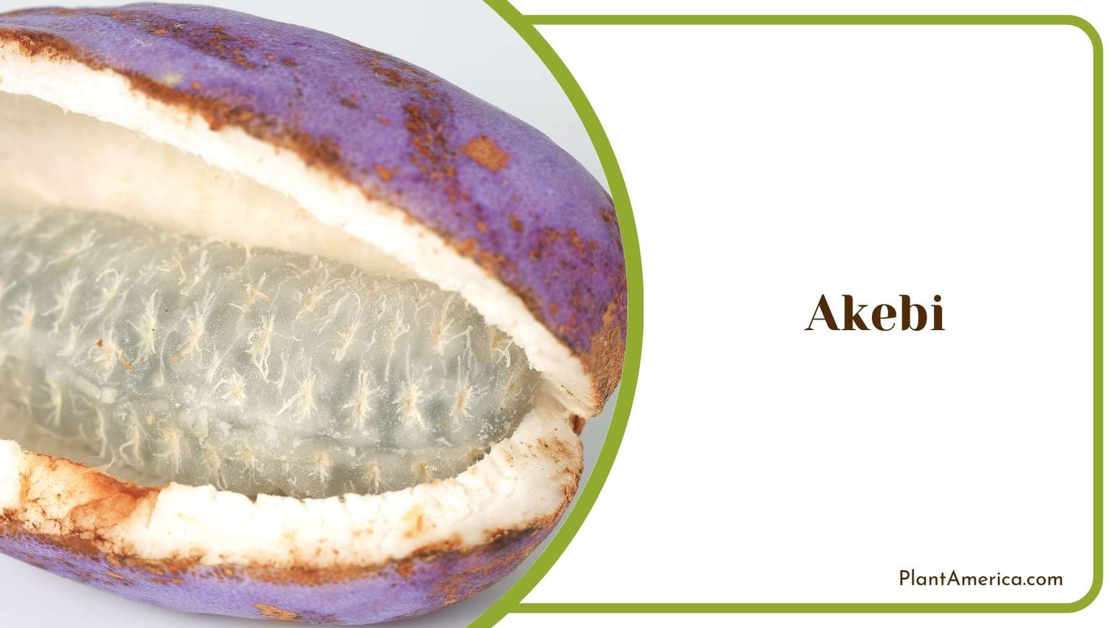 Akebi Plant America