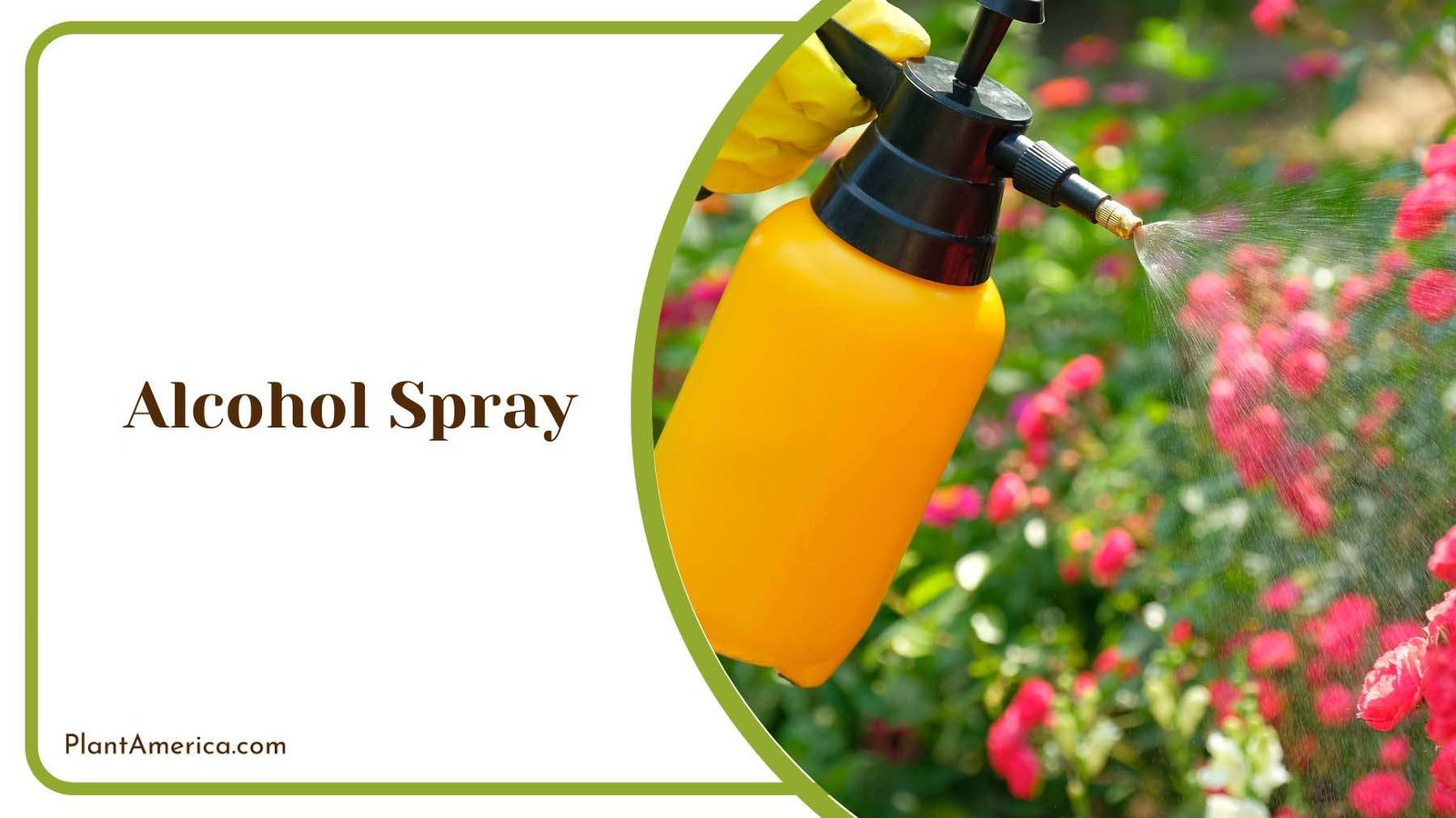 Alcohol Spray on Garden Plant America Alcohol Spray on Garden Plant America