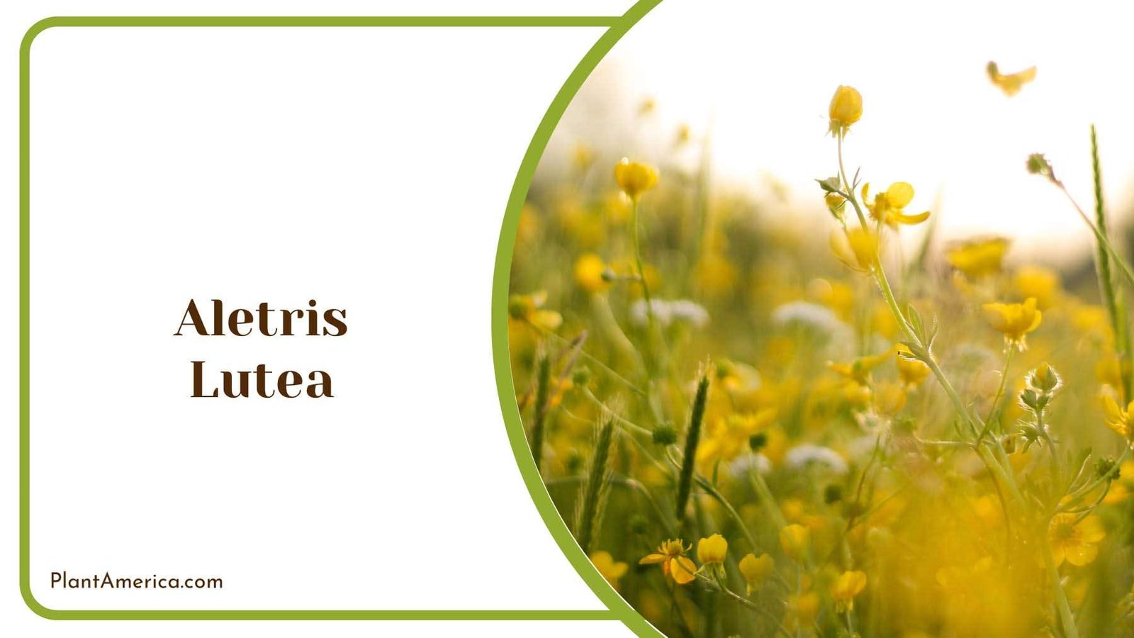 Aletris Lutea In Nature Plant America