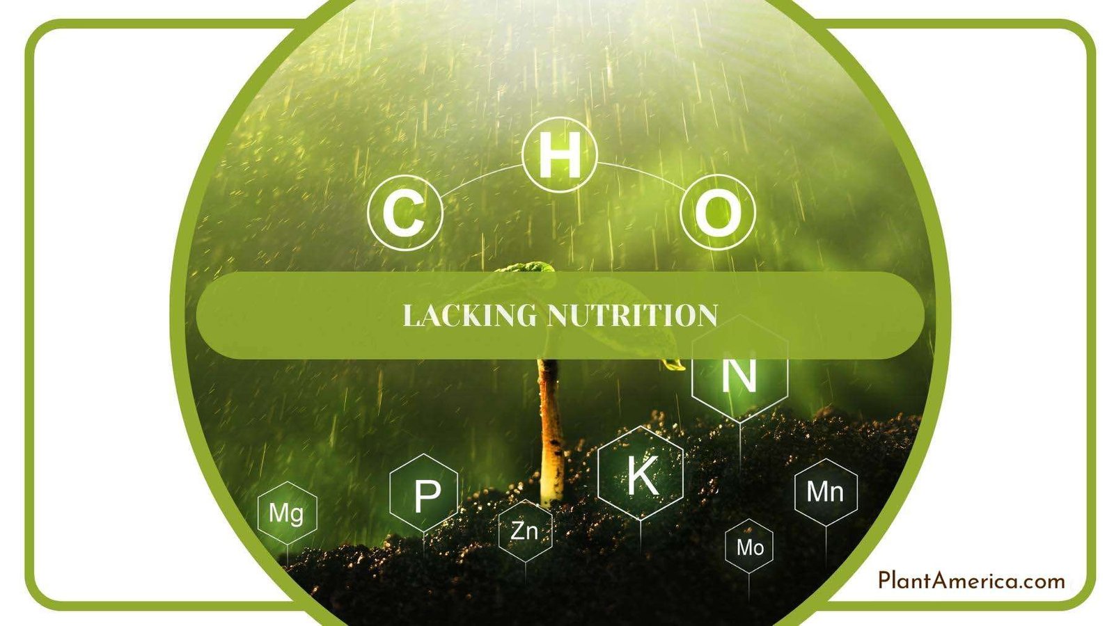 All The Nutrients a Plants Need Plant America