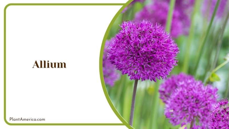 Allium Ball Flowers Plant America 1 Allium Ball Flowers Plant America 1