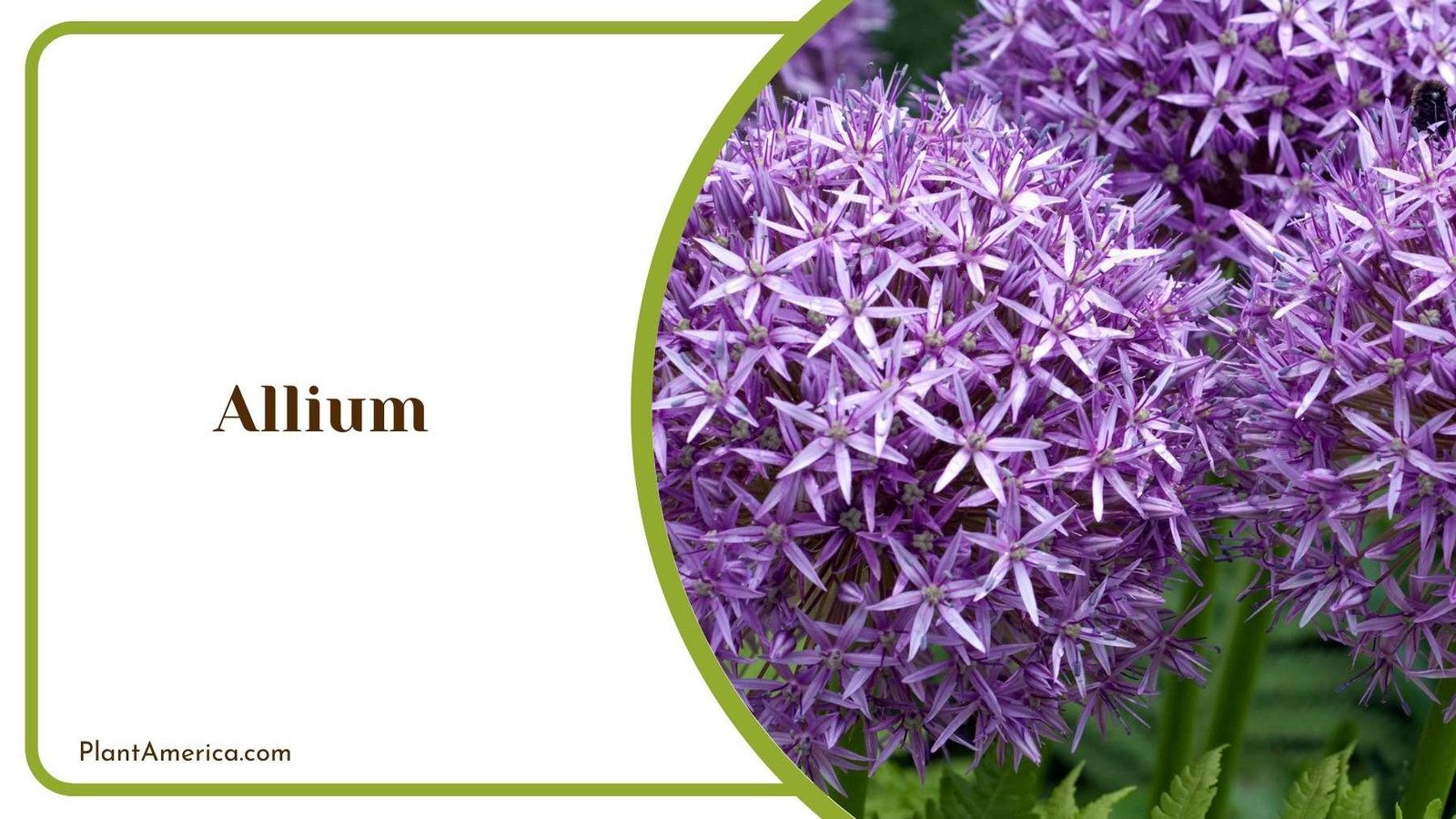 Allium Close Up Plant America