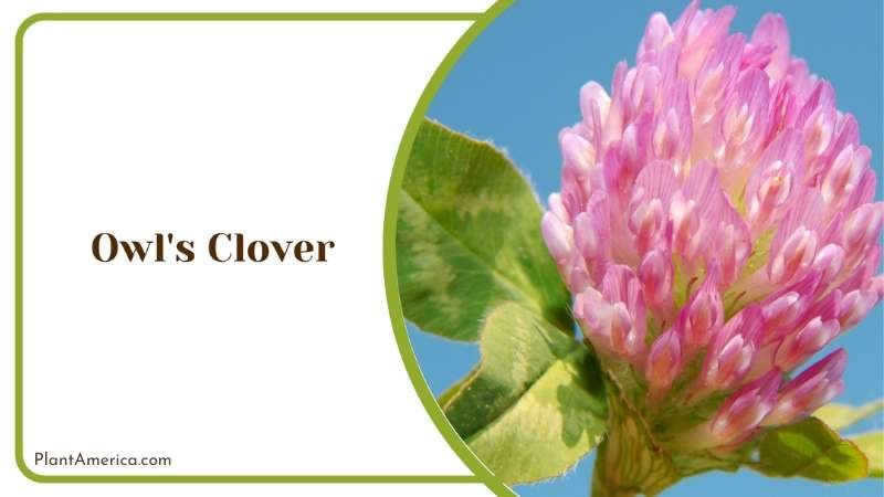 Alluring Owls Clover Plant America