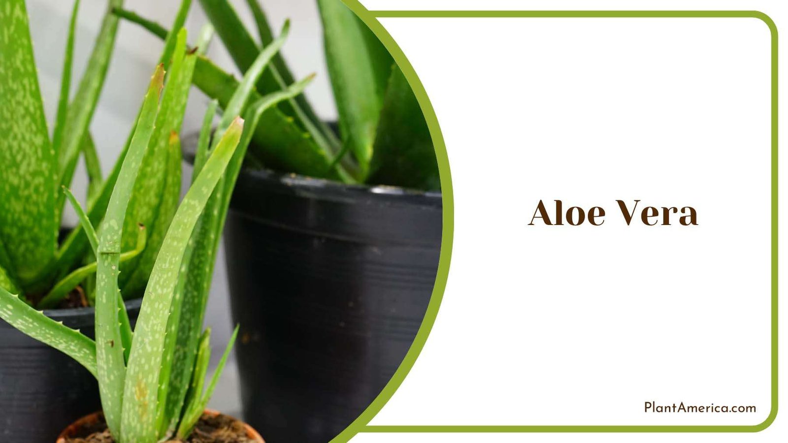 Aloe Vera Green Leaves Plant America