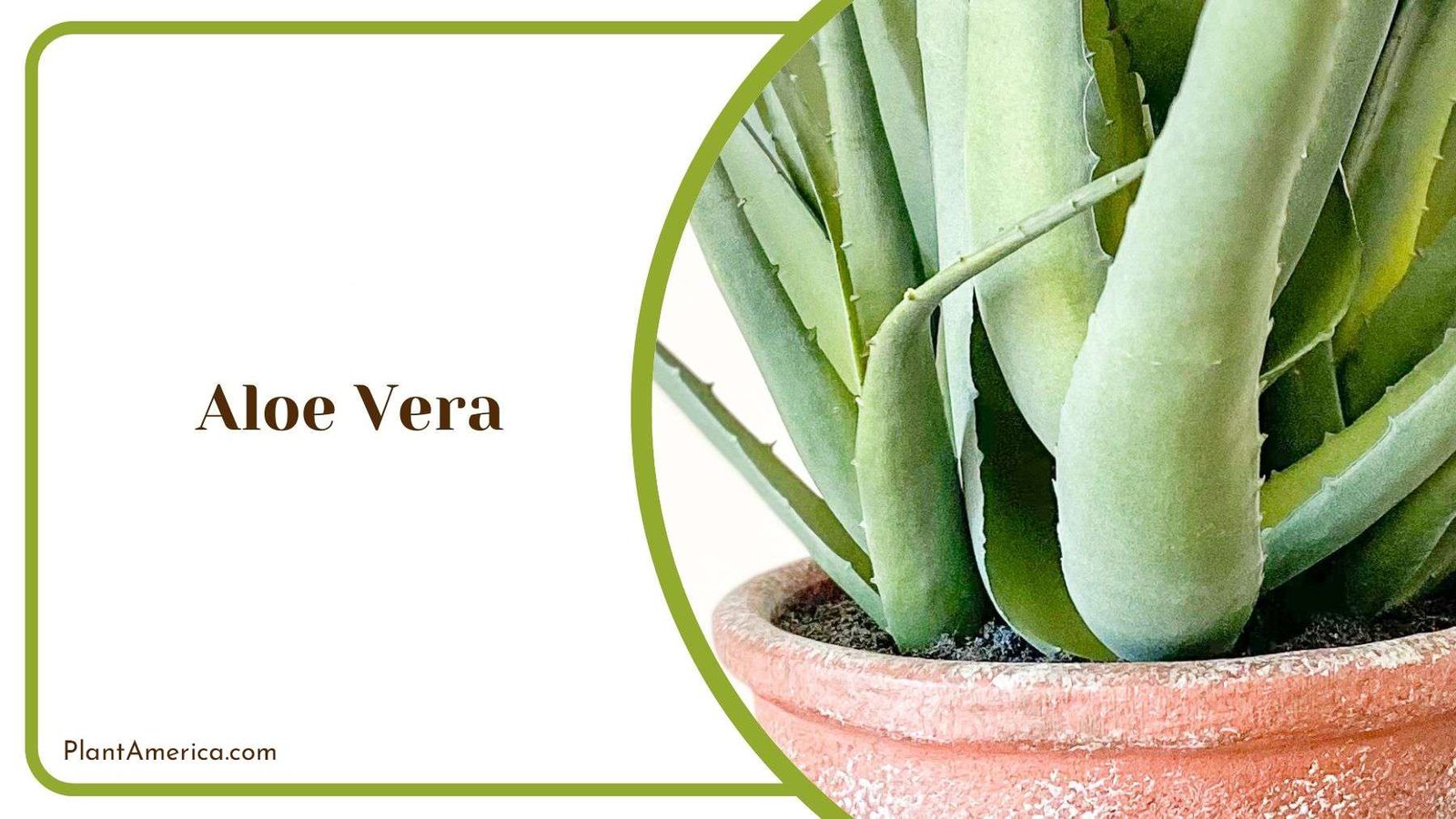 Aloe Vera in Yard Plant America