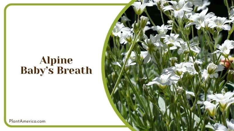 Alpine Babys Breath Plant America