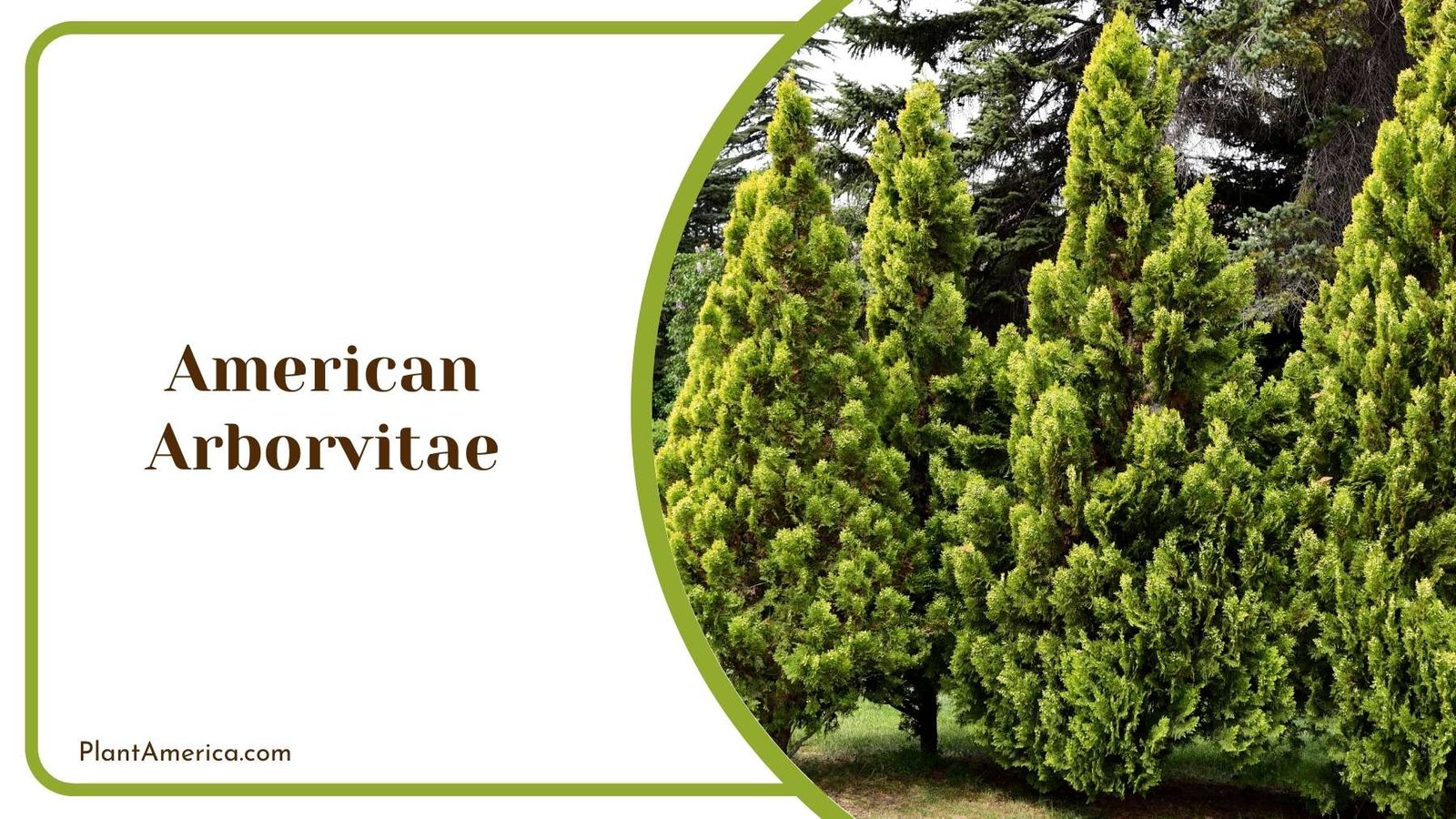 American Arborvitae Plant America