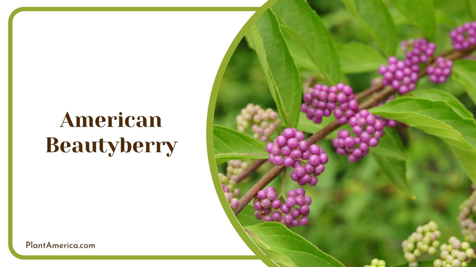 American Beautyberry Close Up Plant America