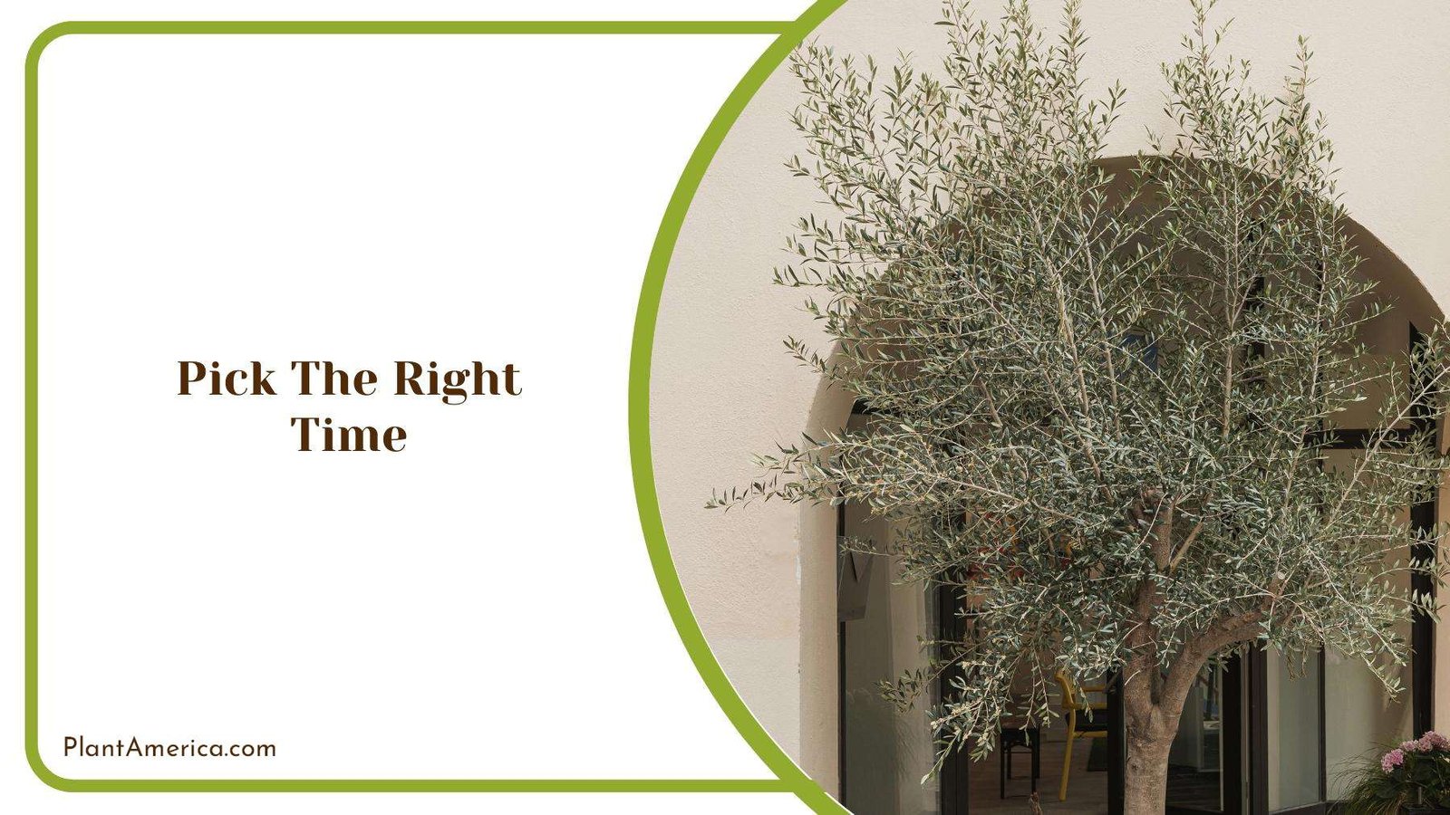 An Olive Tree During Dormant Time PlantAmerica An Olive Tree During Dormant Time PlantAmerica