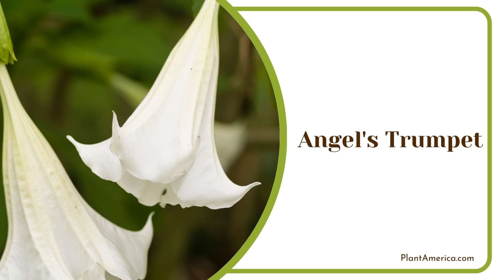 Angel s Trumpet Tiny Blooms Plant America Angel s Trumpet Tiny Blooms Plant America