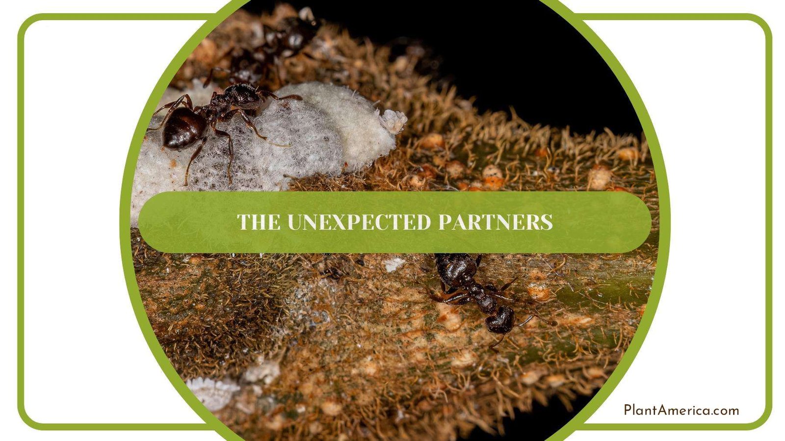 Ants and Mealybugs Two Comrades in The Battle Against Plants PlantAmerica