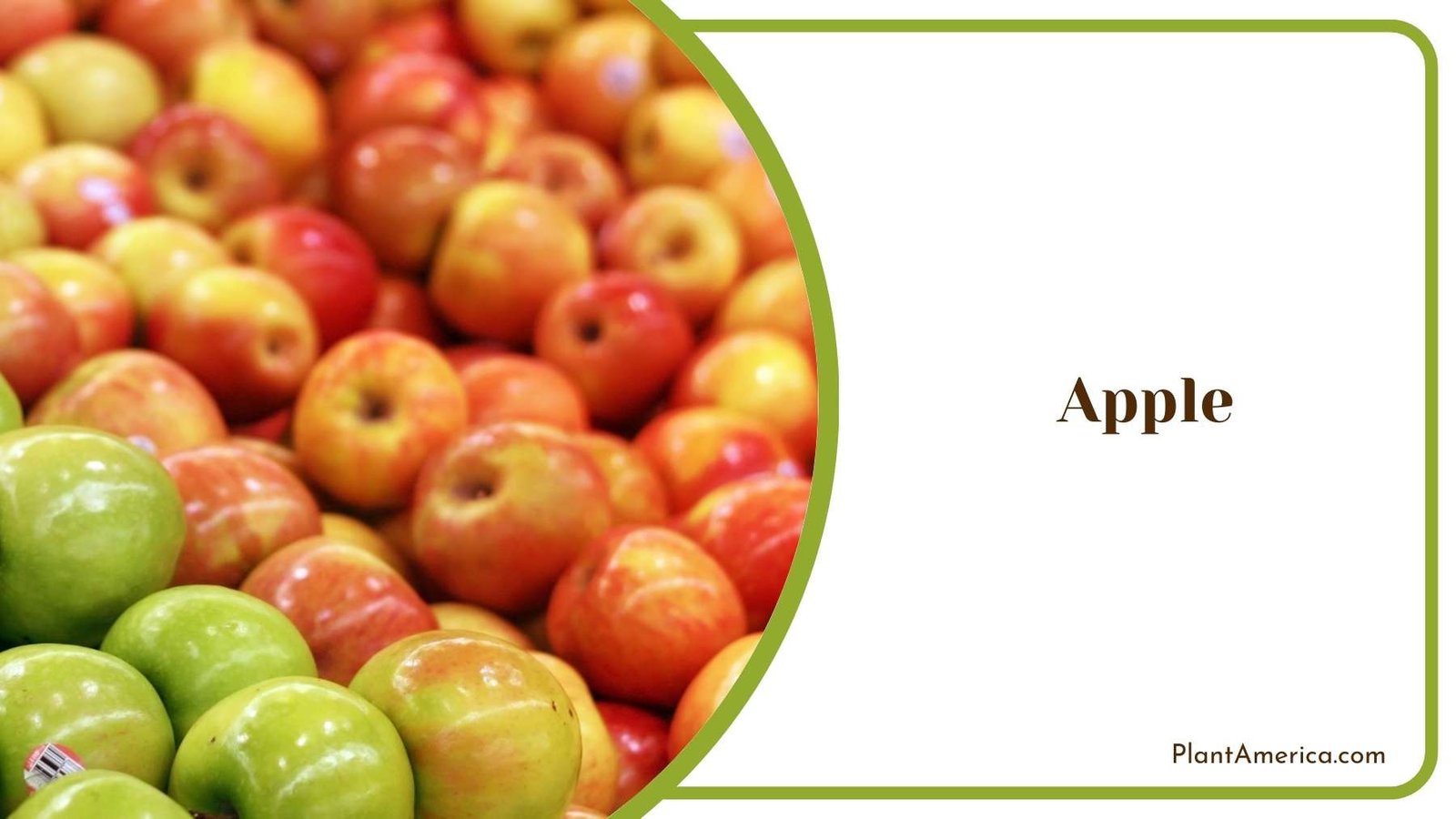 Apples With Different Colors Plant America