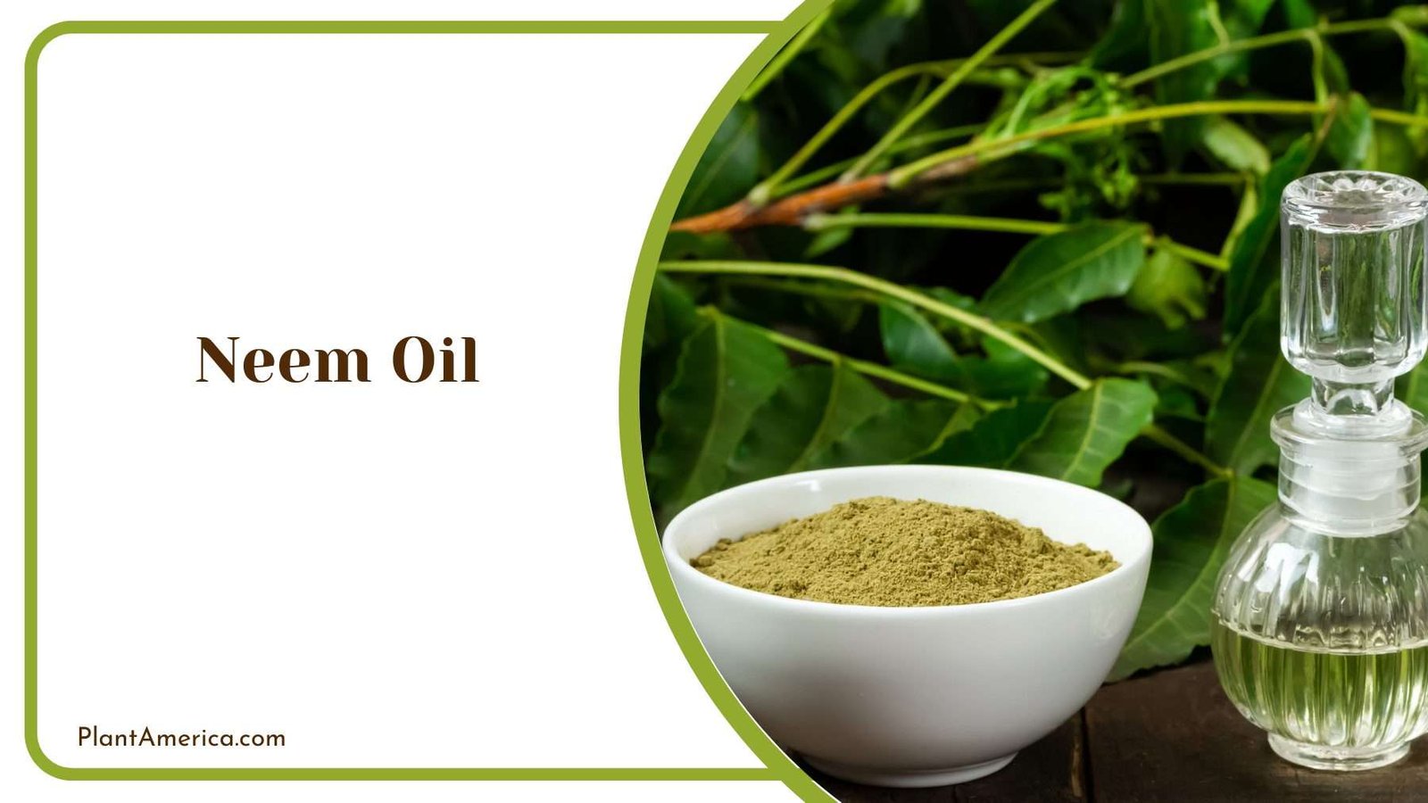Applying Neem Oil Plant America 1