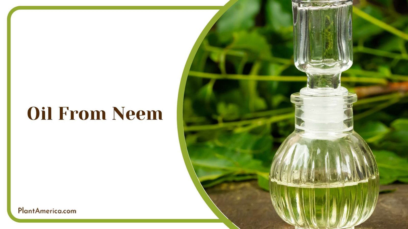 Applying Neem Oil on Plants PlantAmerica
