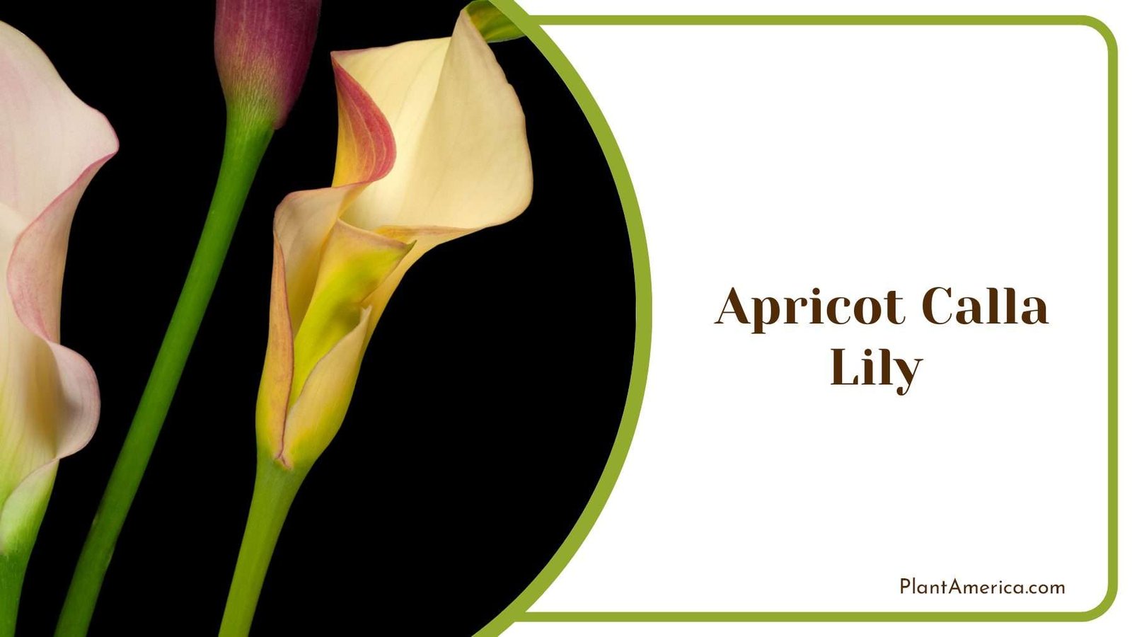 Apricot Calla Lily flower Plant America