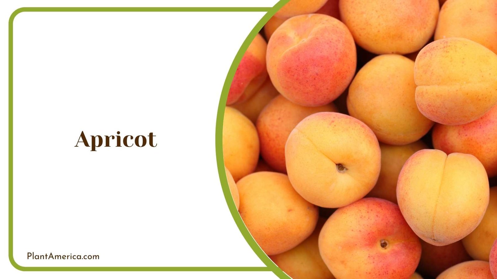 Apricot Close Up Plant America