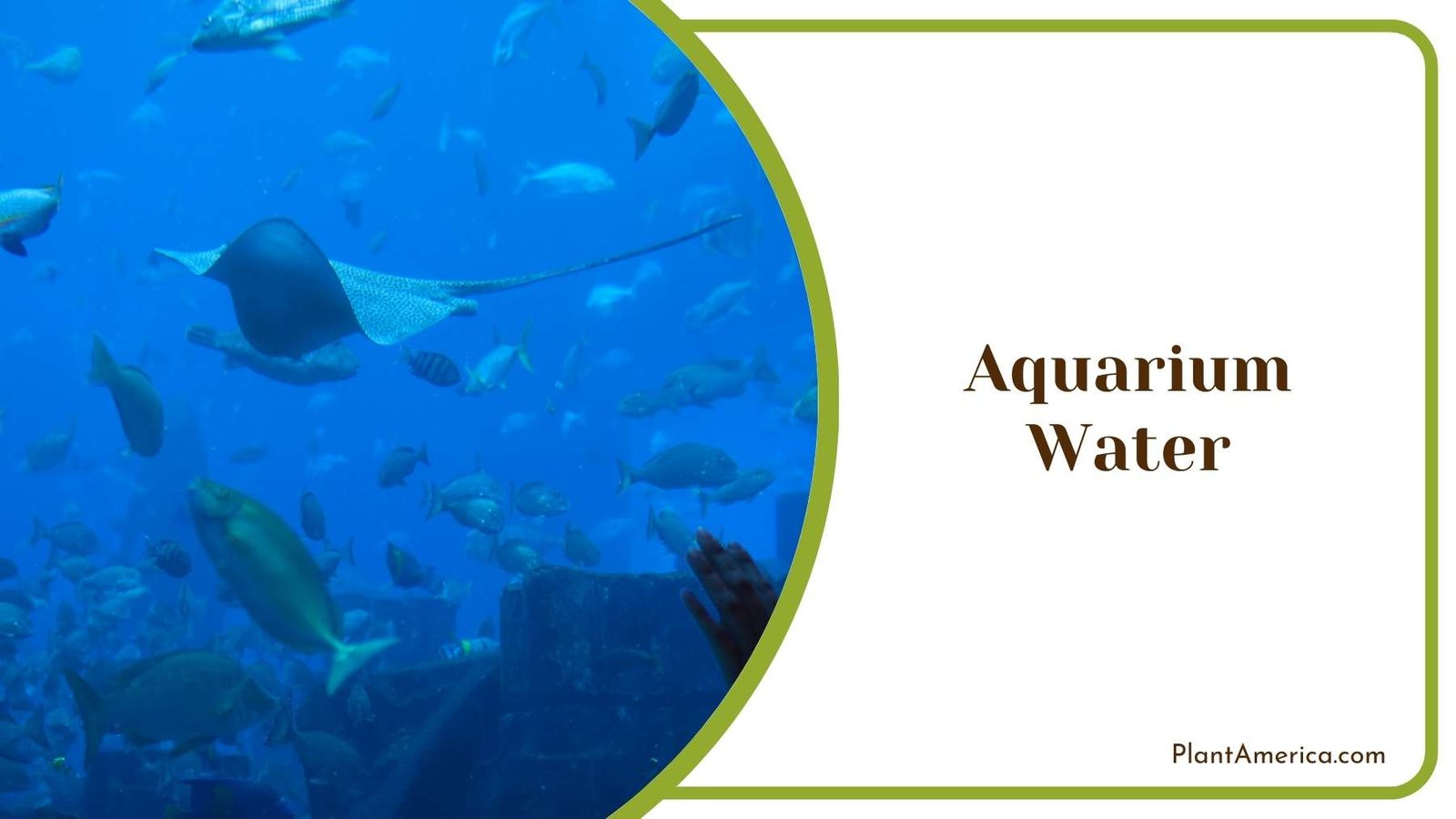 Aquarium Water Plant America