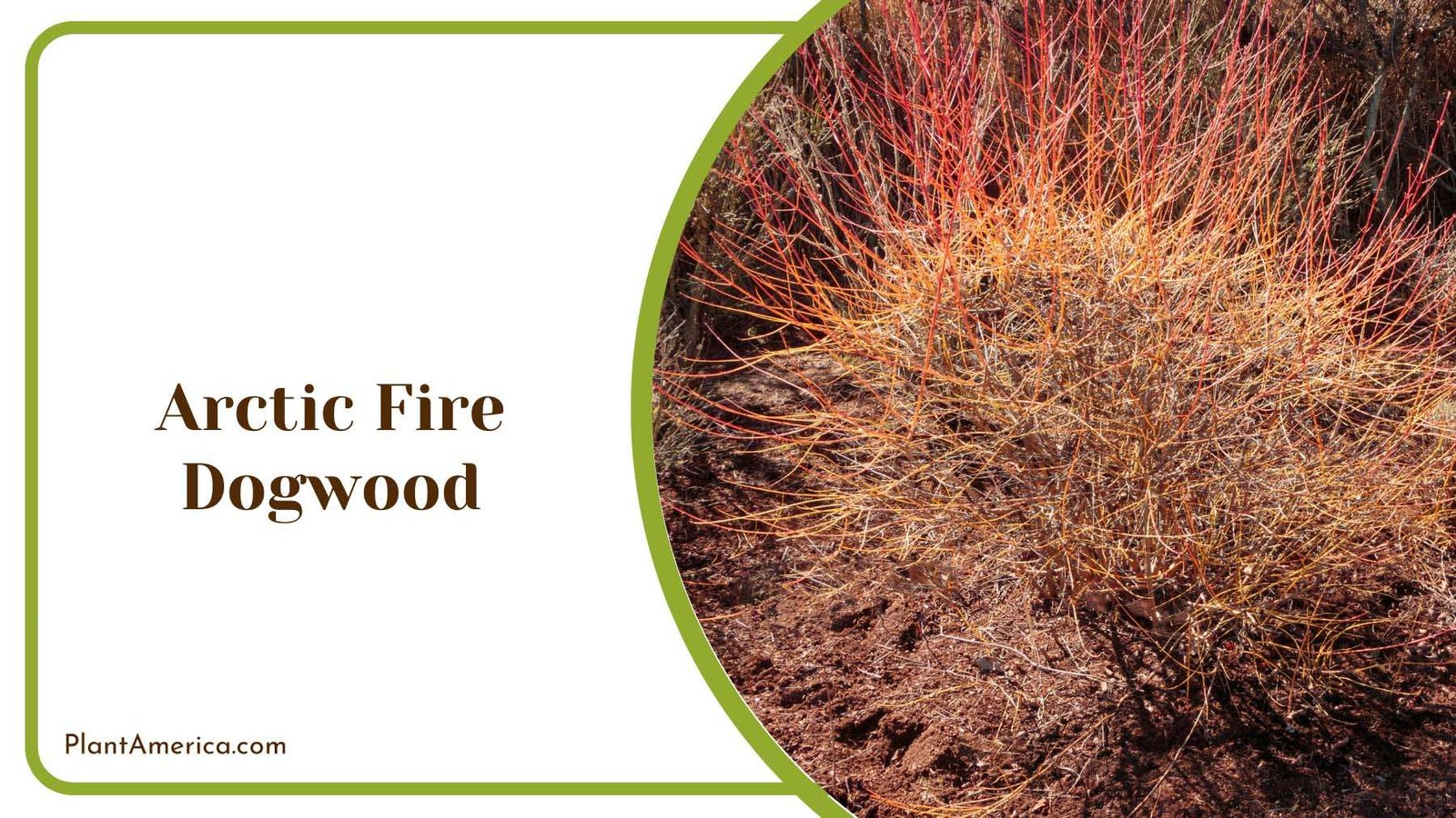 Arctic Fire Dogwood Plant America