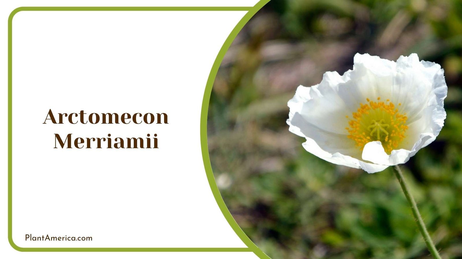 Arctomecon Merriamii From Close Look Plant America