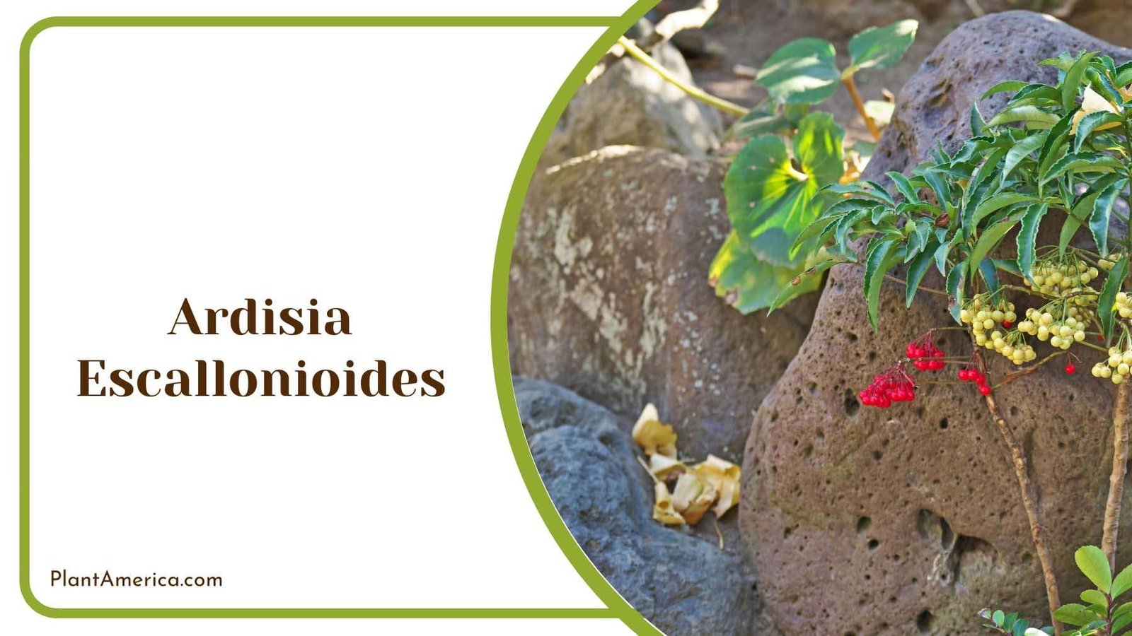 Ardisia Escallonioides Plant America