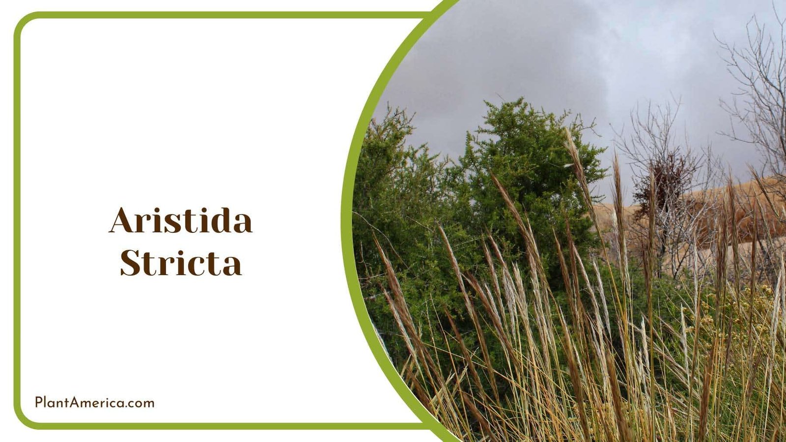 Aristida Stricta Wiregrass Plant America