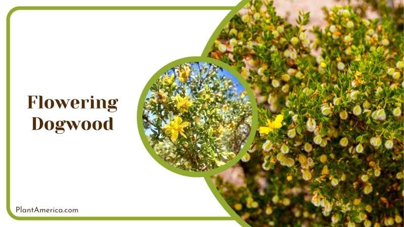 Aromatic Creosote Bush Plant America