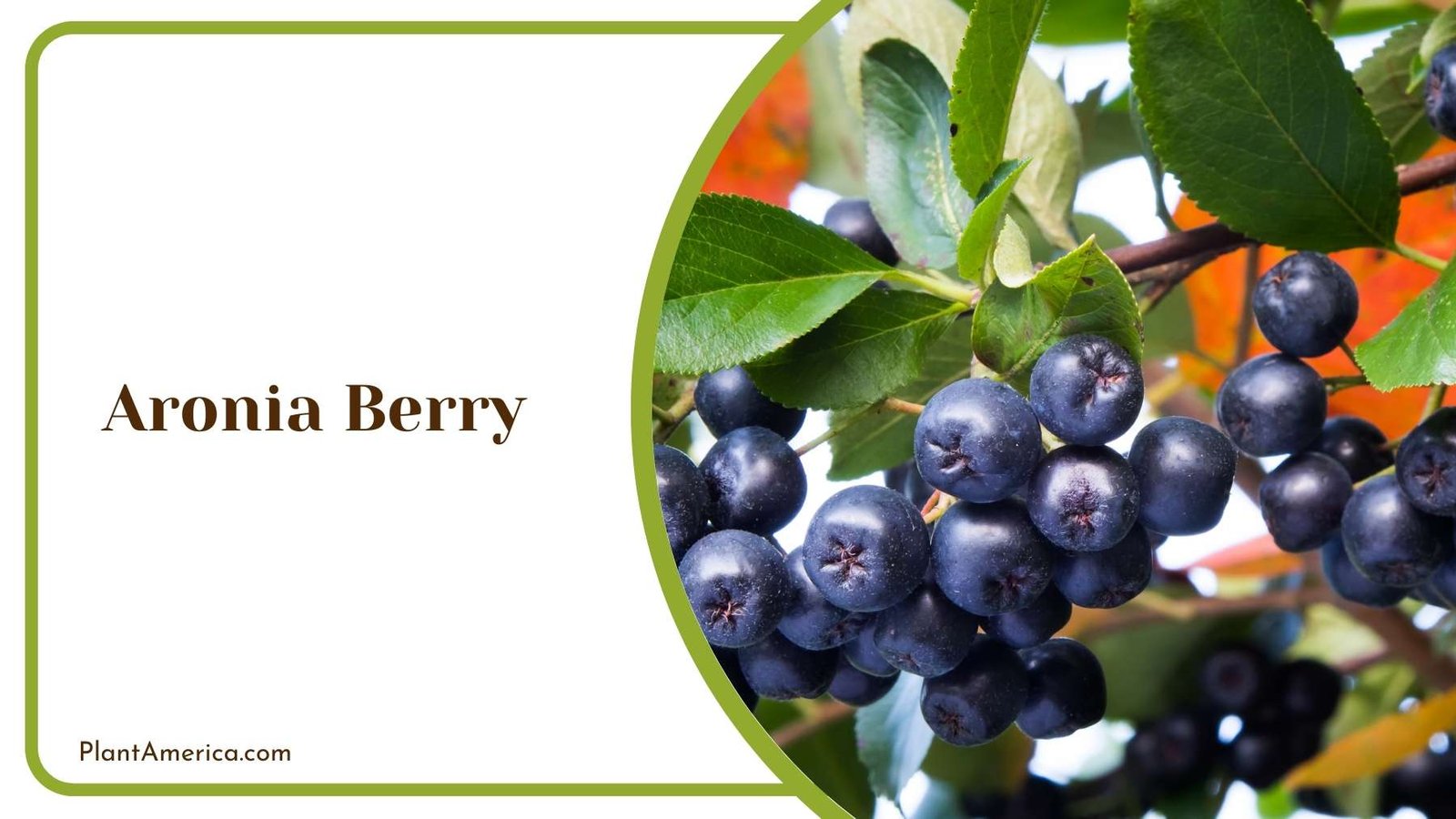 Aronia Berry Plant America