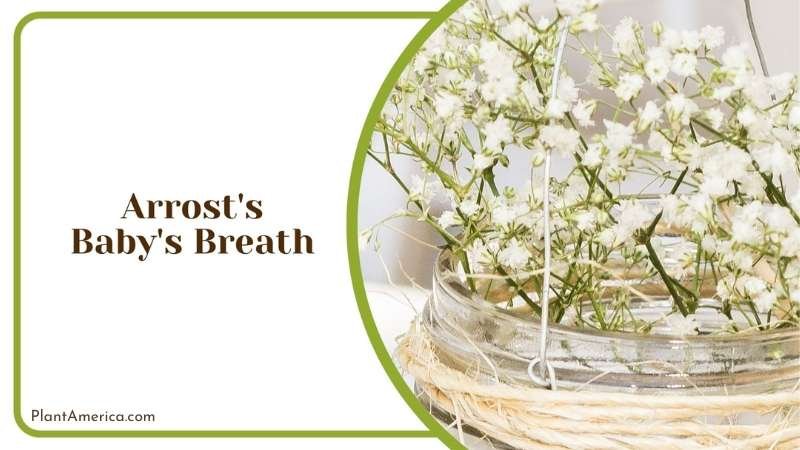 Arrost s Baby s Breath in Pavement Plant America