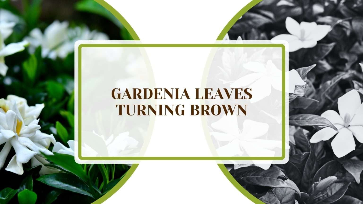 Gardenia Leaves Turning Brown Causes & Simple Solutions Plant America