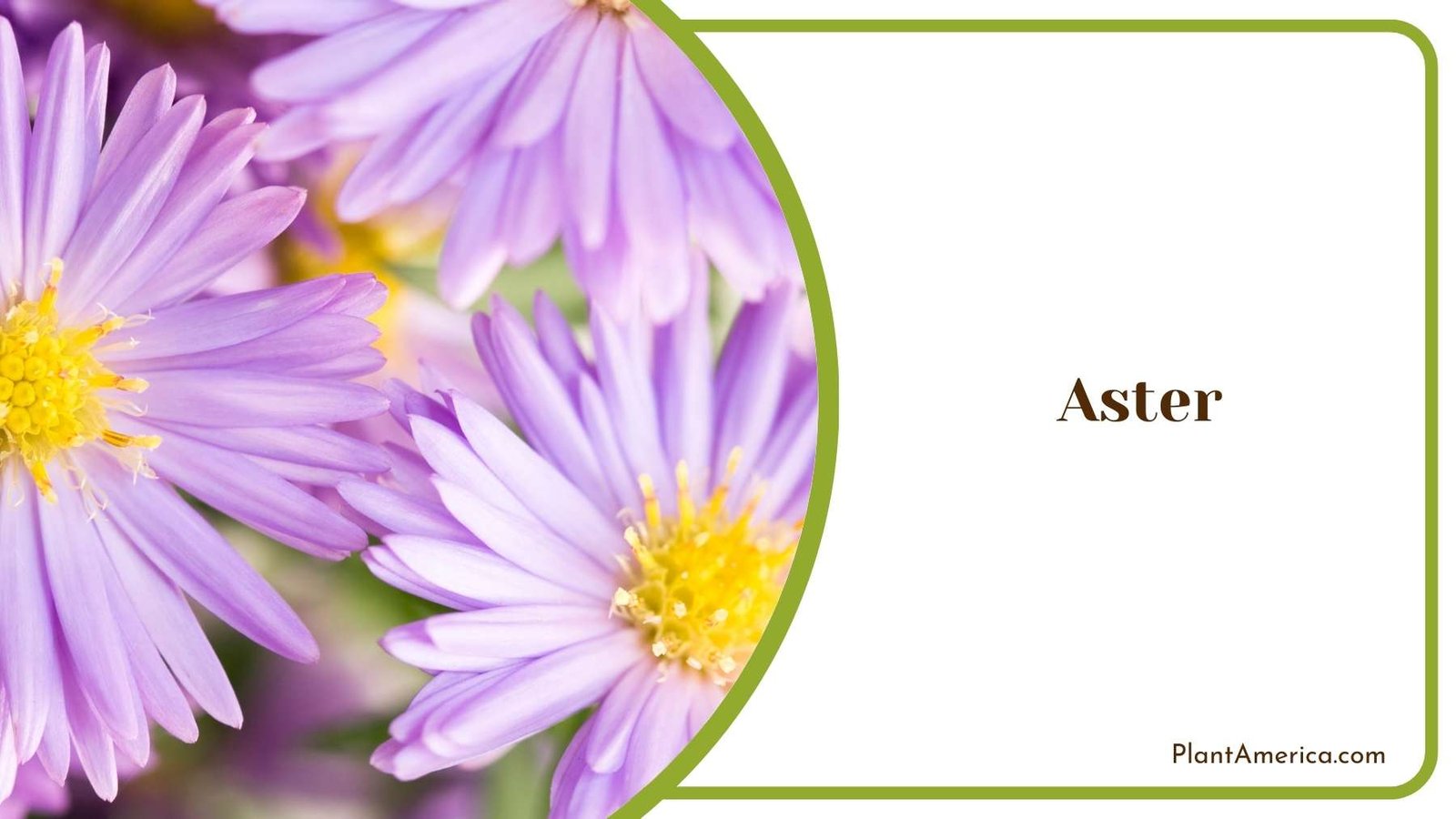Aster Bloom In a Close Shot Plant America Aster Bloom In a Close Shot Plant America