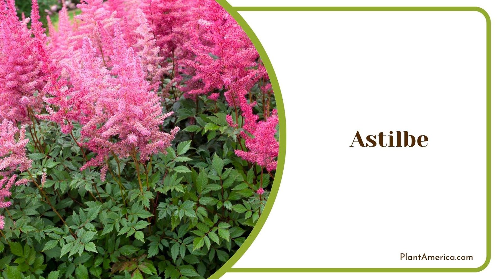 Astilbe Close Image Plant America
