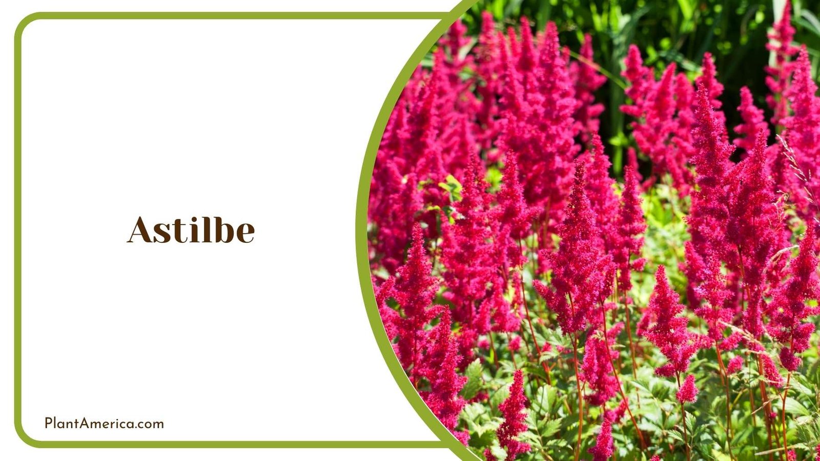 Astilbe Close Up Plant America