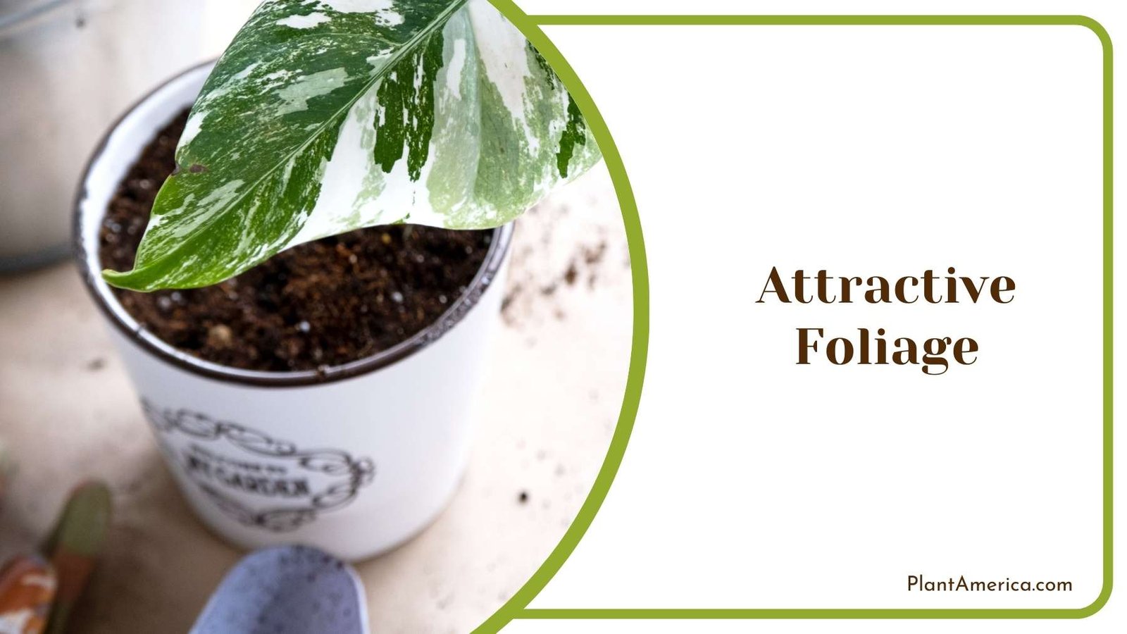 Attractive Foliage Of Philodendron Plant America