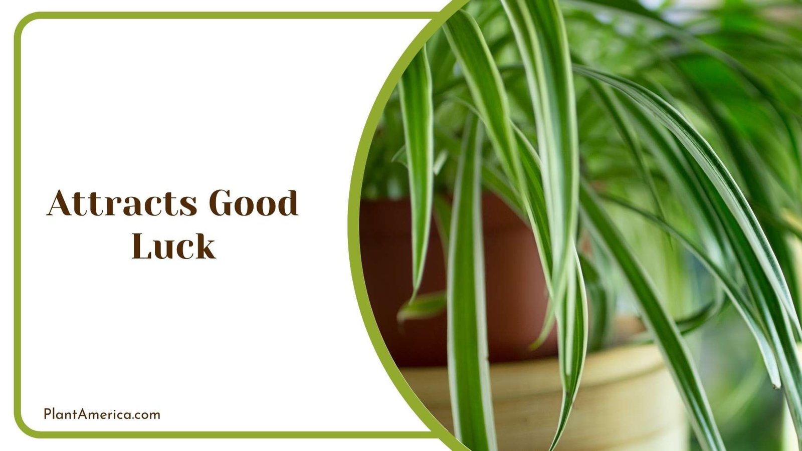 Attracts Good Luck Plant America