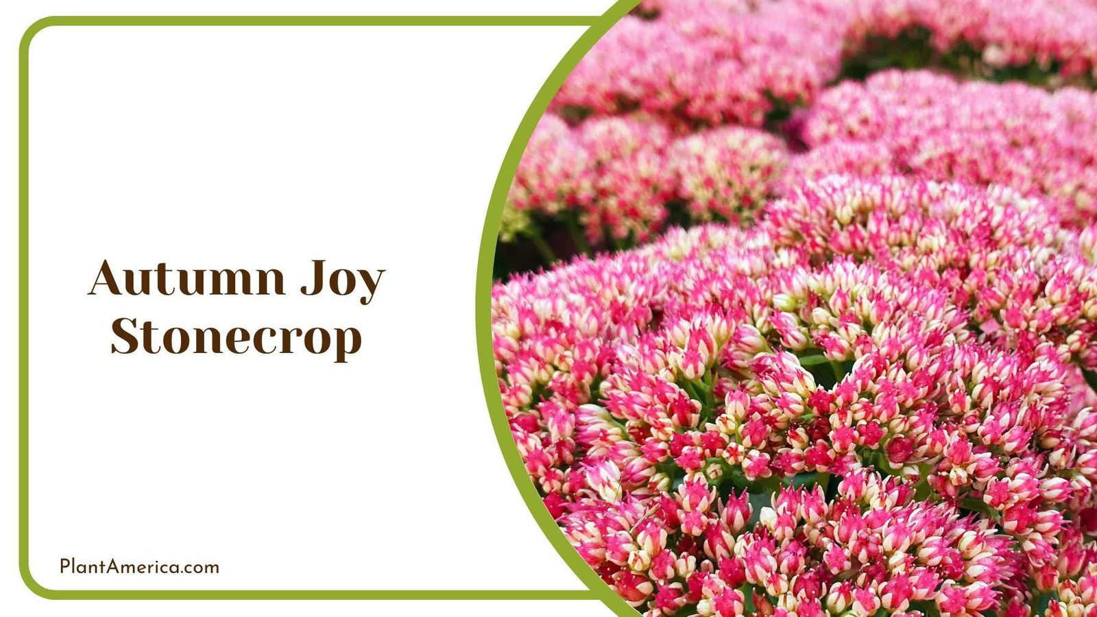 Autumn Joy Stonecrop Blooms Plant America Autumn Joy Stonecrop Blooms Plant America