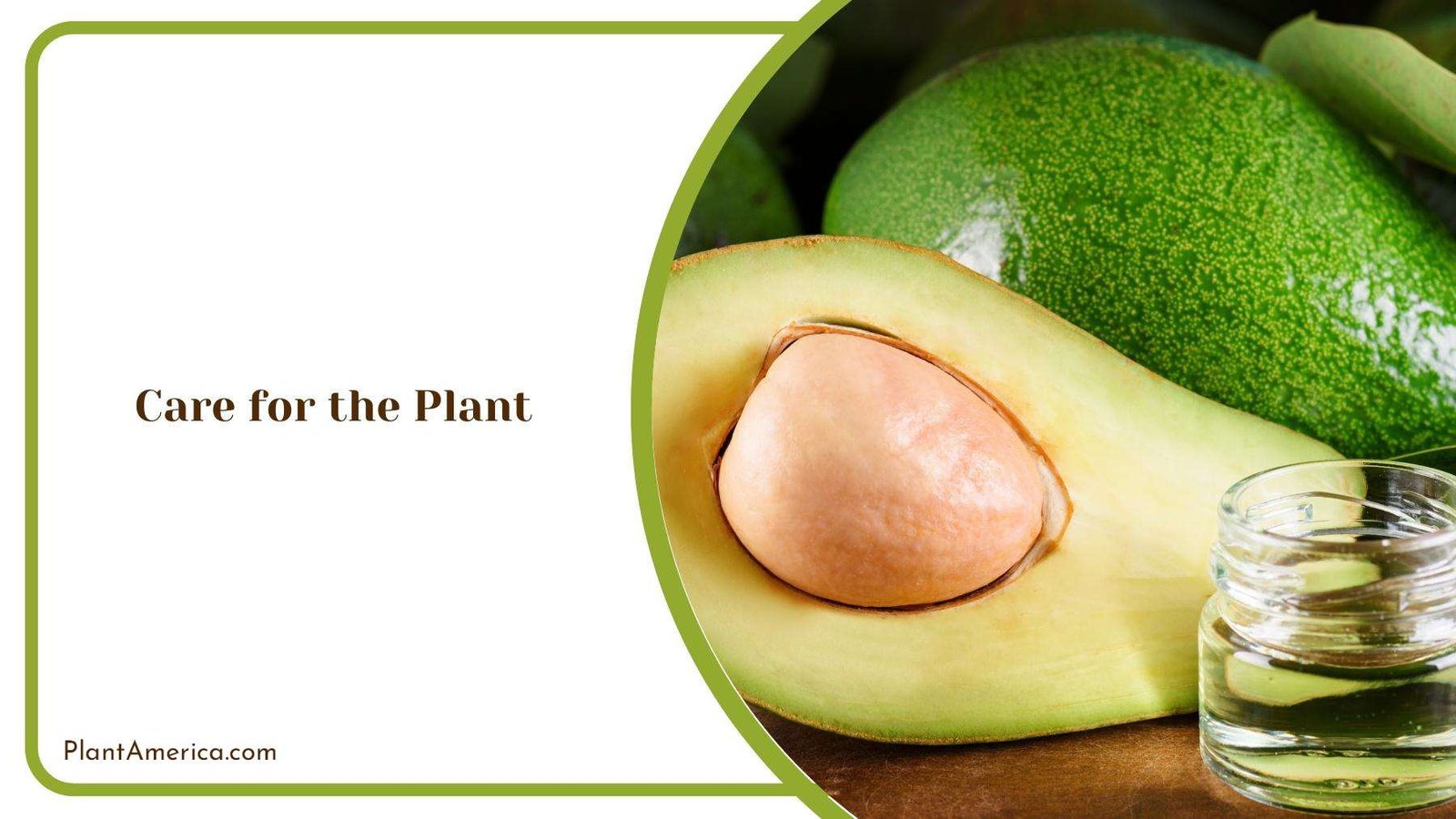 Avocado Fruit Sliced In Half PlantAmerica