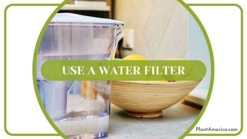 Avoid Hard Water Bad Effects On Plants Use a Water Filter Plant America Avoid Hard Water Bad Effects On Plants Use a Water Filter Plant America