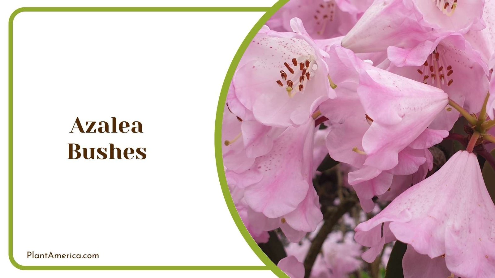 Azalea Bushes In Close Look Plant America