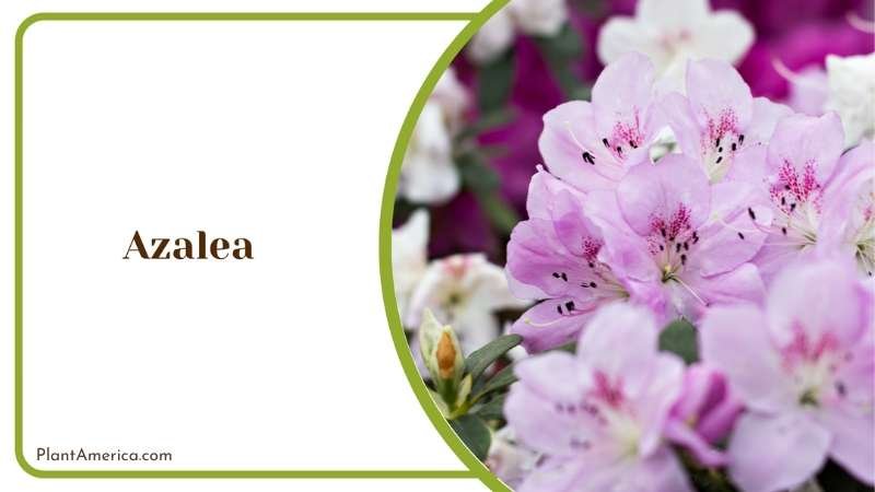 Azalea Flower Plant America Azalea Flower Plant America