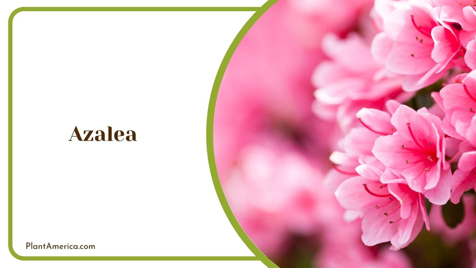Azalea In a Garden Plant America Azalea In a Garden Plant America